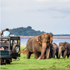 SIGIRIYA AND MINNERIYA NATIONAL PARK